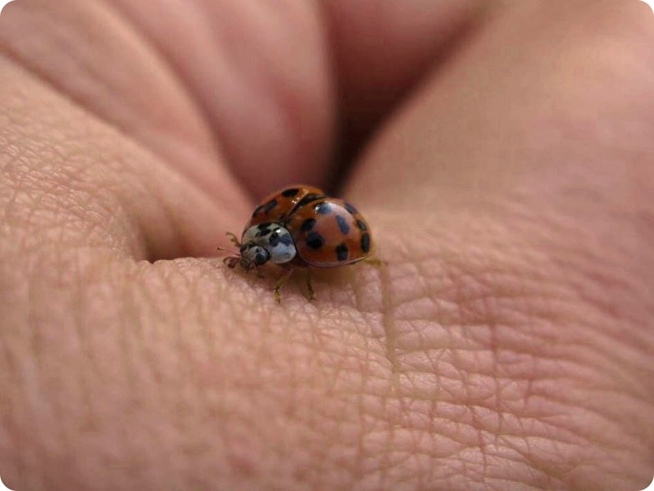 a ladybug insect on top of a person's hand a ladybug insect on top of a person's hand